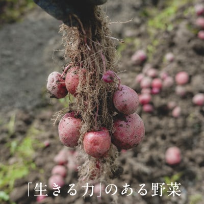【毎月定期便】しあわせ野菜畑のシェフMセット　(訳あり規格外の有機野菜を一部使用)全6回