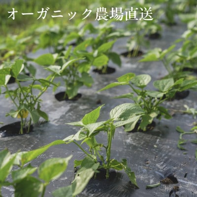 【毎月定期便】しあわせ野菜畑のシェフLセット　(訳あり規格外の有機野菜を一部使用)全12回
