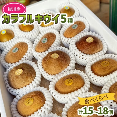 掛川産 カラフルキウイ 5種・15個～18個セット:キウイフルーツカントリーJapan　5887