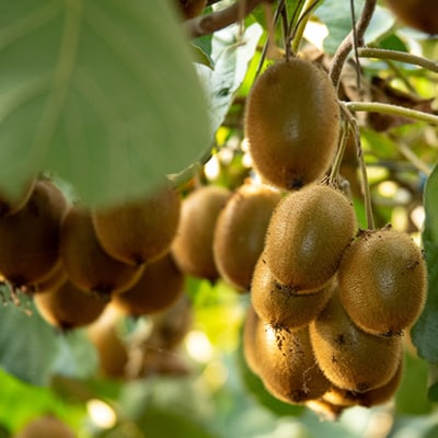 掛川産 カラフルキウイ 5種・15個～18個セット:キウイフルーツカントリーJapan　5887