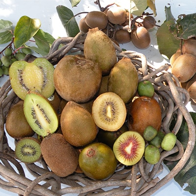 掛川産カラフルキウイ4種8～9個セット期間限定 キウイフルーツカントリーJapan　5883