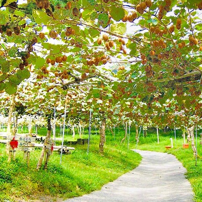 掛川産カラフルキウイ2種6個セット 期間限定キウイフルーツカントリーJapan　5880