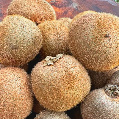 農園直送!訳アリキウイフルーツ2kg～2.4kg(24個～30個)