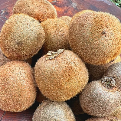 農園直送!訳アリキウイフルーツ2kg～2.4kg(24個～30個)