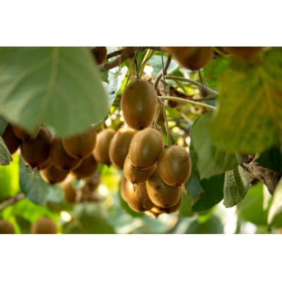 農園直送!訳アリキウイフルーツ2kg～2.4kg(24個～30個)
