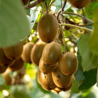 農園直送!訳アリキウイフルーツ2kg～2.4kg(24個～30個)