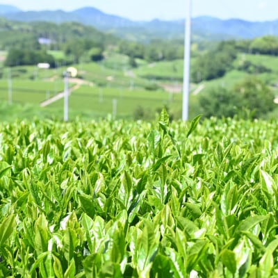 ご家庭用　深蒸し掛川茶　掛川最高有段者の大井丈司監修!　300g×3袋　合計900g