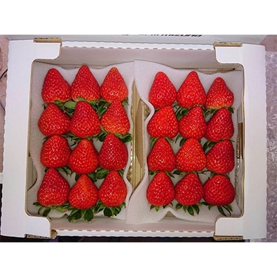 静岡県掛川市産　ミズノ農園の完熟いちご　『紅ほっぺ』約300g×2パック