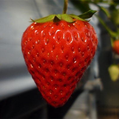 【冷蔵便】掛川産いちご「紅ほっぺ」約1kg(500g×2パック/12～15粒入)