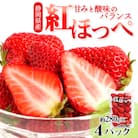 静岡県掛川市産　ミズノ農園の完熟いちご　『紅ほっぺ』約280g×4パック