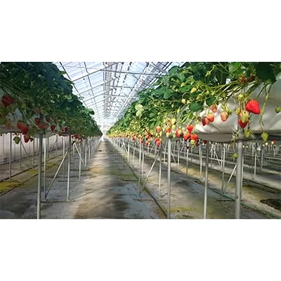 静岡県掛川市産　ミズノ農園の完熟いちご　『紅ほっぺ』約280g×4パック