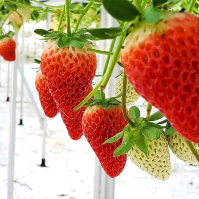 静岡県掛川市産　ミズノ農園の完熟いちご「すずの薫り」　約280g×4パック