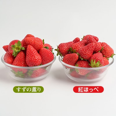 静岡県掛川市産　ミズノ農園の完熟いちご「紅ほっぺ」「すずの薫り」2種各2パック食べ比べセット