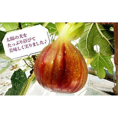 静岡県掛川産　ミズノ農園の冷凍いちじく (皮なし)【桝井ドーフィン】500g×4袋