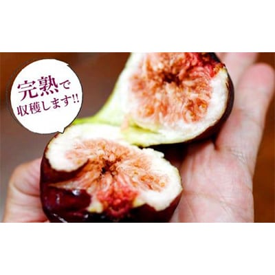 静岡県掛川産　ミズノ農園の冷凍いちじく (皮なし)【桝井ドーフィン】500g×4袋