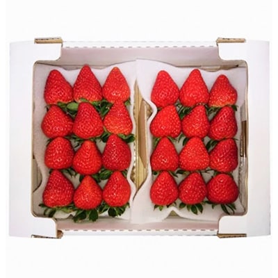 静岡県掛川市産　ミズノ農園の完熟いちご　『紅ほっぺ』約280g×6パック