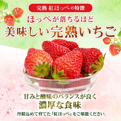 【2026年発送】静岡県掛川市産　ミズノ農園の完熟いちご　『紅ほっぺ』約280g×6パック