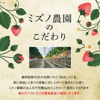 【2026年発送】静岡県掛川市産　ミズノ農園の完熟いちご　『紅ほっぺ』約280g×6パック
