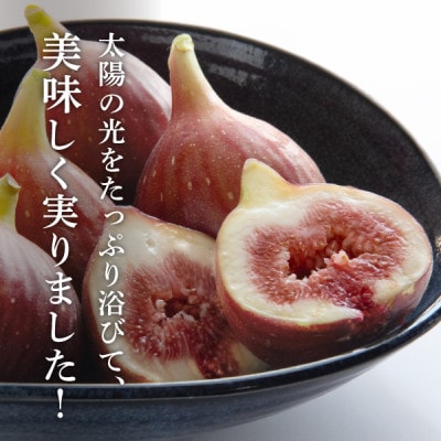 【発送月固定定期便】静岡県掛川市産 ミズノ農園 紅ほっぺ280g×6・完熟いちじくDXパック全2回