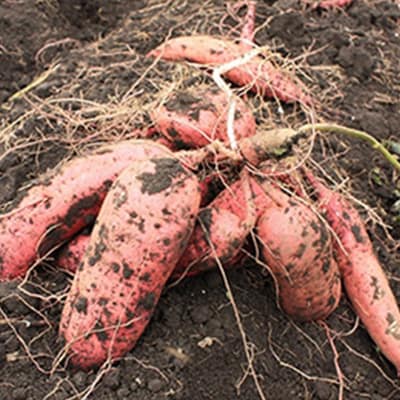 静岡県掛川市　おいもやの焼き芋8袋セット