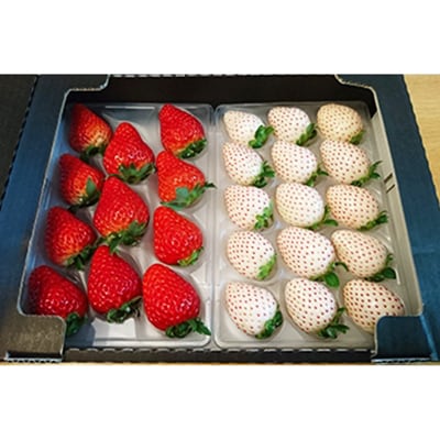 静岡県産いちご　赤&白イチゴ　食べ比べ2パック