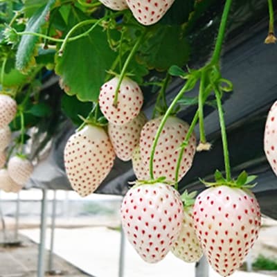 静岡県産いちご　赤&白イチゴ　食べ比べ2パック