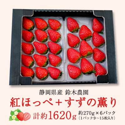 【2026年発送】静岡県産いちご「紅ほっぺ+すずの薫り」6パック 約1.6kg(約270g×6)