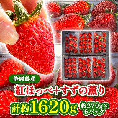 【2026年発送】静岡県産いちご「紅ほっぺ+すずの薫り」6パック 約1.6kg(約270g×6)