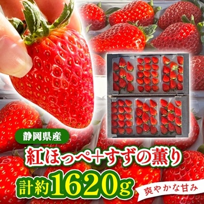 【2026年発送】静岡県産いちご「紅ほっぺ+すずの薫り」6パック 約1.6kg(約270g×6) | ふるさと納税のお礼品