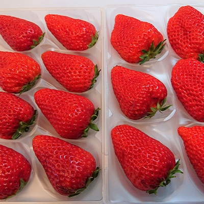 【2026年発送】静岡県産いちご「紅ほっぺ+すずの薫り」6パック 約1.6kg(約270g×6)