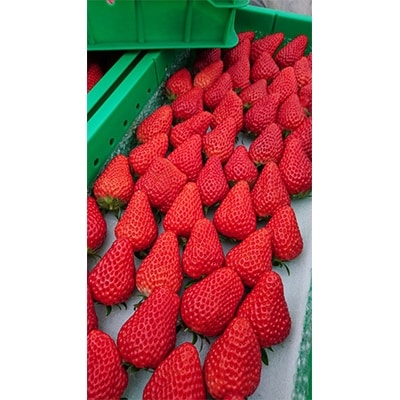 静岡県産いちご「紅ほっぺ」+1品種 約1.6kg(約270g×6パック)2品種食べ比べセット!