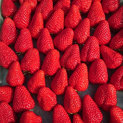 【2026年発送】静岡県産いちご「紅ほっぺ+すずの薫り」6パック 約1.6kg(約270g×6)