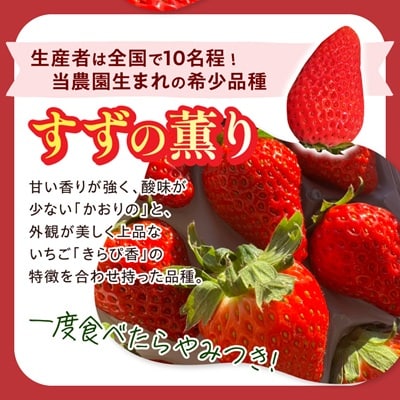 【2026年発送】静岡県産いちご「紅ほっぺ+すずの薫り」6パック 約1.6kg(約270g×6)