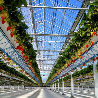 【2026年発送】静岡県産いちご「紅ほっぺ+すずの薫り」6パック 約1.6kg(約270g×6)