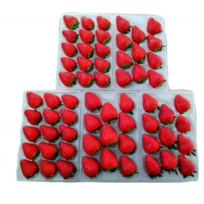 静岡県産いちご　「紅ほっぺ」　+1品種でボリューム満天の5パック、2品種食べ比べセット!