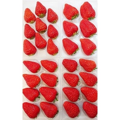 【2026年発送　先行受付】静岡県産いちご「厳選紅ほっぺ」4パック　約1.2kg