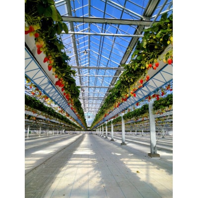 【2026年発送　先行受付】静岡県産いちご「厳選紅ほっぺ」4パック　約1.2kg