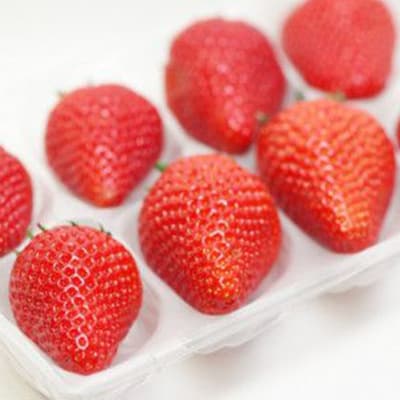 【2026年発送　先行受付】静岡県産いちご「厳選紅ほっぺ」4パック　約1.2kg