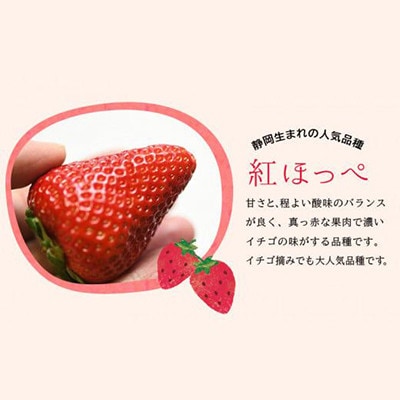 【発送月固定定期便】静岡県産いちご　厳選「紅ほっぺ」4パックセット(約1.2kg)全3回