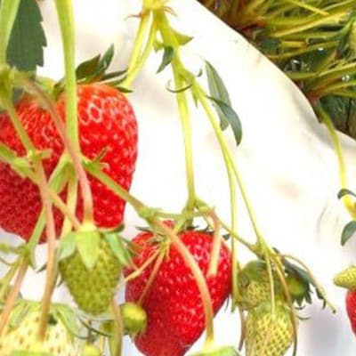 【発送月固定定期便】静岡県産いちご　厳選「紅ほっぺ」4パックセット(約1.2kg)全3回