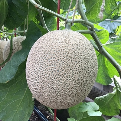 静岡県産　高級アローマメロン　山級 約1.4kg× 2玉