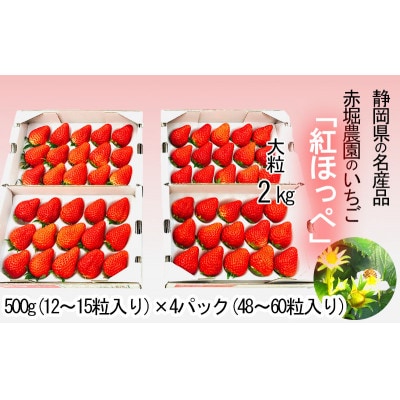 ＜1月下旬より順次発送予定＞静岡県産　紅ほっぺいちご　4トレイ　48粒～60粒