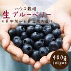 2026年発送【ハウス栽培】季節限定の国産『生ブルーベリー』太陽の恵みを沢山浴び新鮮で大粒。