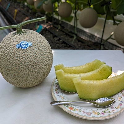 静岡暗室マスクメロン アローマ印　　　　　白級約1.45kg以上　1玉