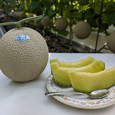 静岡暗室マスクメロン アローマ印　　　　　山級約1.45kg以上　1玉