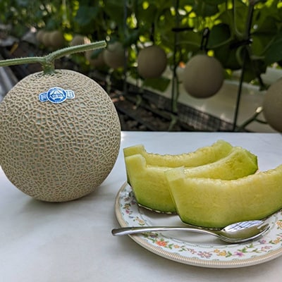 静岡暗室マスクメロン アローマ印　　　　　白級約1.45kg以上　2玉