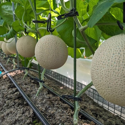 静岡暗室マスクメロン アローマ印　　　　　山級約1.45kg以上　2玉