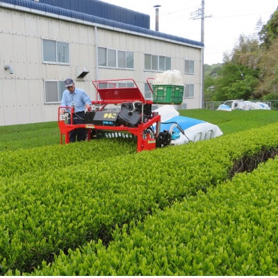 畑仕事から茶仕上げまで一貫造り　香味満々茶　茶草場農法　深蒸し掛川茶(100g×5袋)ギフト箱入1個