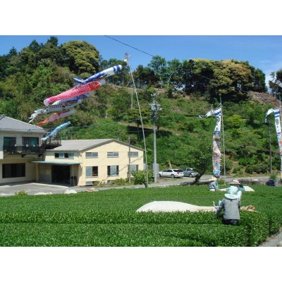 掛川の小さな茶農家直送　農業遺産茶草場実践工場　 深蒸し掛川茶『うぐいす』80g×5袋