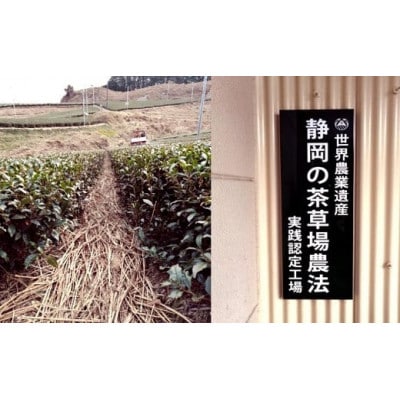 掛川の小さな茶農家直送 農業遺産茶草場実践工場 深蒸し掛川茶「うぐいす」 200g×2
